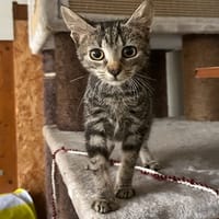 TYLIA (réservée), chatte à adopter