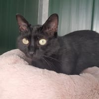 SEOUL, chat à adopter