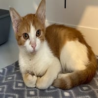 SOLAL (réservée), chatte à adopter