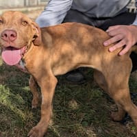 COMETE, chienne à adopter