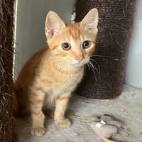 TYSON (réservé), chat à adopter