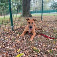 ITADA OAA20150, chien à adopter