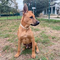 KIMASU OAA20151, chien à adopter
