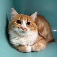 ROXY, chatte à adopter