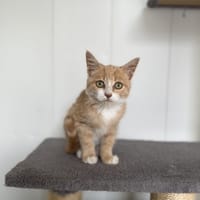 Banoffee, chat à adopter
