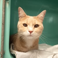 TIMON C, chat à adopter