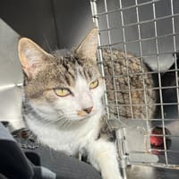 Hubert, chat à adopter