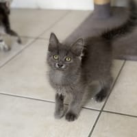 Banshee, chatte à adopter