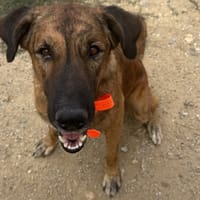 Kymbo, chien à adopter