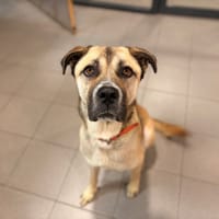 VAYANA, chienne à adopter