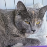 CAB6209, chatte à adopter