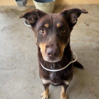 AVA, chienne à adopter