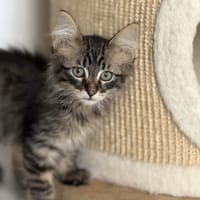 Behemoth, chat à adopter