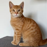 Butternut, chat à adopter