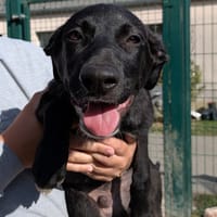 TOK, chien à adopter