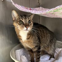OUMIAK, chat à adopter