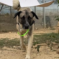 LOMY, chien à adopter