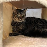 SHEILA, chatte à adopter