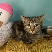 LEON, chat à adopter