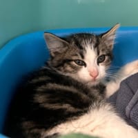 SMOKEY, chat à adopter