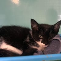 PANTHER, chat à adopter