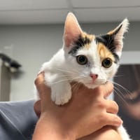 ELEKTRA, chatte à adopter