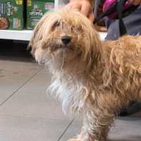 ELIOS, chien à adopter