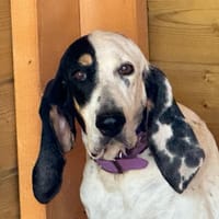 GIL, chienne à adopter