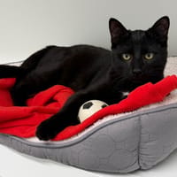 NYX, chat à adopter