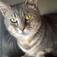 HOLLY, chat à adopter