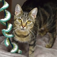 PRIM, chatte à adopter