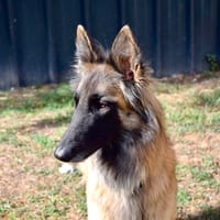 BELLE, chienne à adopter