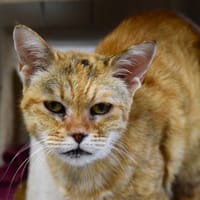 MARLA, chatte à adopter