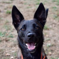 MARLA, chienne à adopter