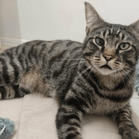 GERARD, chat à adopter