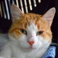 ANGELUS, chat à adopter