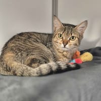 Alix (reservee), chatte à adopter