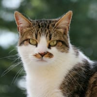 GAIA, chatte à adopter
