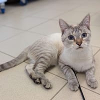 diamand, chat à adopter