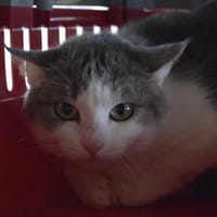 CIBOULETTE, chatte à adopter