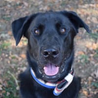KIMAT DIT ARKANN, chien à adopter