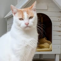 ITSUMI, chatte à adopter