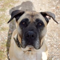 KARLOS, chien à adopter