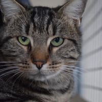 Marcel, chat à adopter