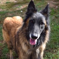 TUWAN, chien à adopter