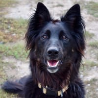KAYLHI, chienne à adopter