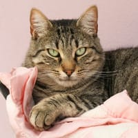 FLAMINO, chat à adopter