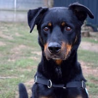 KAZAN, chien à adopter