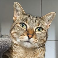 GRISOU, chatte à adopter