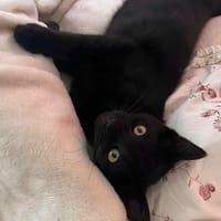 Miu, chat à adopter